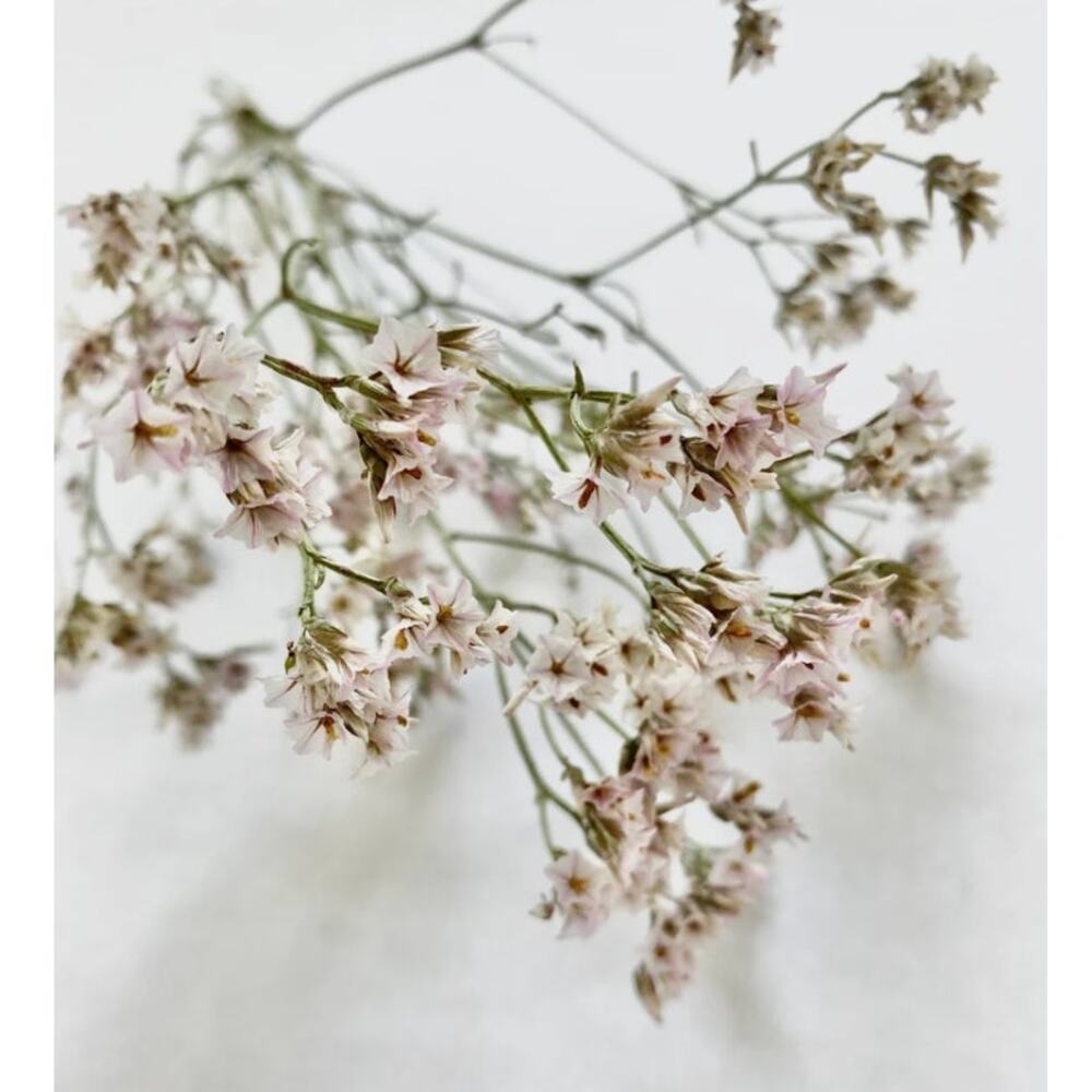 Pink limonium sinuatum Flowers Filler Bouquet